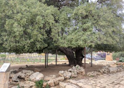 The Loan Oak