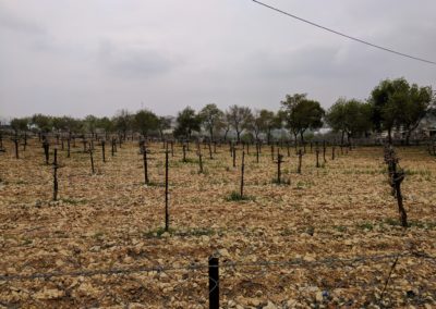 Nearby Vineyards